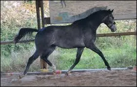 La vitesse du trot est comprise entre _____ et _____ km/h.