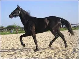 Quel est le mécanisme du trot ?