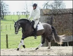 Le galop est une allure :