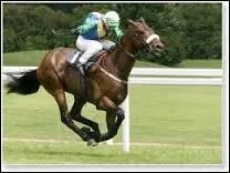 Le galop va à peu près 3 fois plus vite que le pas (de 20 à 30 km/h).