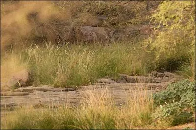 Un petit indice : cette photo a été prise en Asie. C'est :