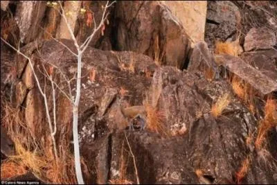 C'est sûr, cet animal sait grimper ! Il s'agit :