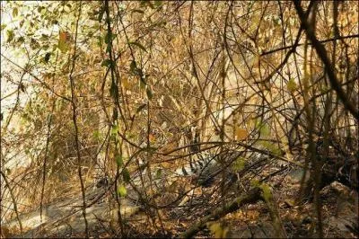 Bonus : comme vous avez fait des efforts dans les autres questions, je vous donne un bonus. C'est :