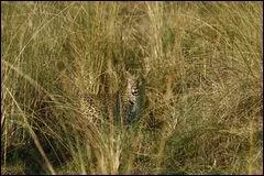 Connais-tu le nom du sprinter d'Afrique ?