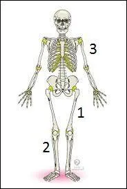 Sur l'image ci-contre, quel nom porte l'os n° 1 ?