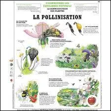 Qu'est-ce que la pollinisation ? La pollinisation, c'est :