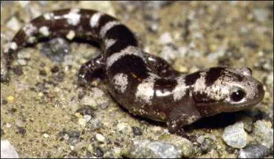 Trouvez le film de Fernandel correspondant à l'image !