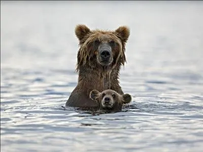 Identifier ces deux animaux devrait vous permettre de trouver l'animal recherché !
