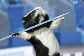 De ces trois animaux, lequel est capable d'envoyer des projectiles !