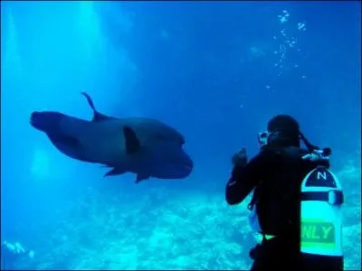 Trouvez cette célèbre citation, grâce au poisson !