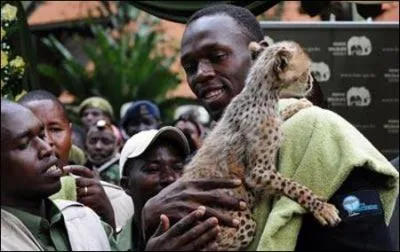 Qui va le plus vite entre Usain Bolt et un guépard ?
