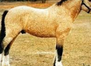 Quiz Races de chevaux : le Curly