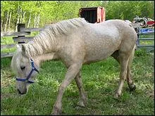 Quelles sont les particularités de sa robe ?