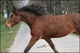 Le Curly est adapté aux climats :