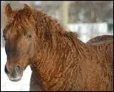 Le Curly a des naseaux grands ouverts et un port de queue relevé.