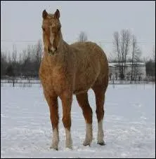 Un Curly peut survivre a des températures de :