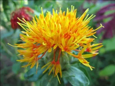 Quel est le nom de cette fleur ?