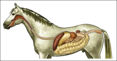 Dans quel ordre se situent les organes digestifs en partant de la bouche ?