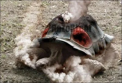 De quel Pokémon cette tortue est-elle une grande fan ?