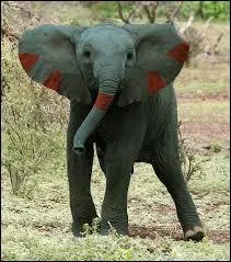 De quel Pokémon s'agit-il ?