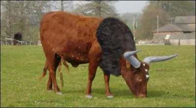 Quel est ce Pokémon ?