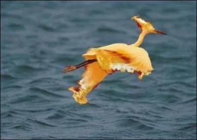 Comment s'appelle ce Pokémon ?