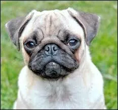 Comment s'appelle son chien ?