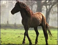 Comment pose-t-on les jambes dans le mécanisme du pas ?