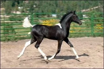 Comment pose-t-on les jambes dans le mécanisme du trot ?