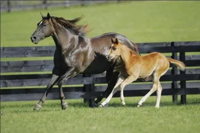 Comment pose-t-on les jambes dans le mécanisme du galop ?