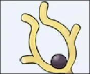 À quel Pokémon cette ramure appartient-elle ?