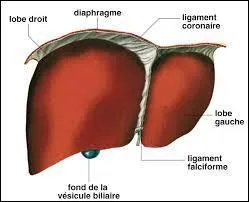 Quel organe du corps humain, impair, peut être atteint par l'inflammation appelée "hépatite" ?