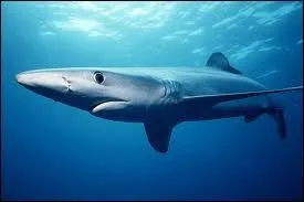 Renaud a écrit une chanson dont le titre est ''Son bleu'' . De quoi parlait-il ?