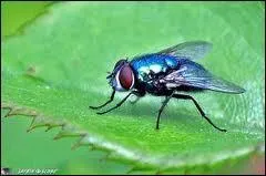 Qui chante ces paroles étranges dans la chanson ''les Mouches bleues'' : 

"L'ours en cage est au pied du mur 
En train d'équarrir son dresseur 
Vapeurs d'oxyde et de luxure 
C'est déjà demain et d'ailleurs 
C'est juste une visite au musée 
Pour mater les singes acrobates 
Avant que je donne ma tête à couper 
Et peut-être ma langue à ta chatte"