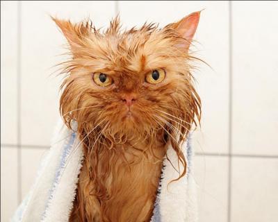 Le chat se nettoie-t-il seul ou faut-il le laver ?