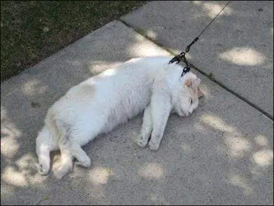 Peut-on promener son chat en laisse ?