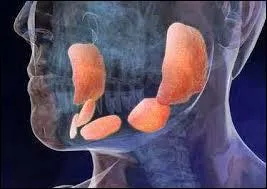 Durant les oreillons, les glandes parotides sont enflammées mais indolores.