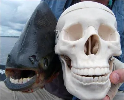 Je suis un poisson dont les dents ressemblent étrangement à celle d'un humain, qui suis-je ?