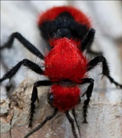 Surnommée à tort "fourmi de velours", que suis-je réellement ?