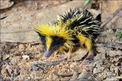 J'ai pris les couleurs d'une abeille, qui suis-je ?