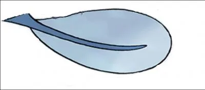 Comment se nomme le Pokémon qui détient cette queue ?