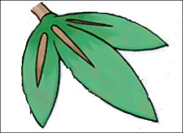 Quel Pokémon a des feuilles en tant que main ?