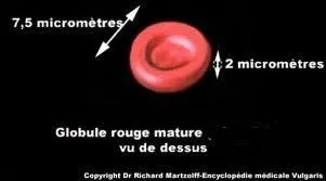 Deux réponses sont exactes, quelle est la mauvaise ? « Un globule rouge s'appelle aussi  »