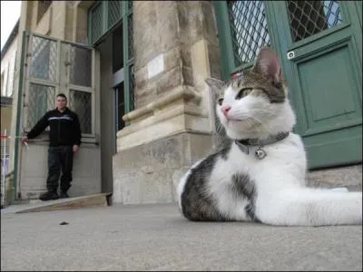 Mardi, un chat s'est baladé dans le palais de justice. Qu'y avait-il inscrit sur son collier ?