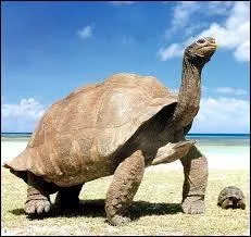 Il existe des tortues au gabarit fort impressionnant, on les connaît aussi sous l'appellation de "tortues géantes". Outre la tortue des Galapagos connue dans ce registre, il y a également la tortue des :