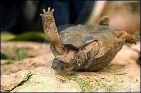 Si elle reste trop longtemps sur le dos, que risque à terme une tortue ?