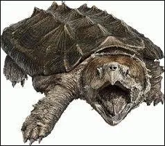 Cette espèce de tortue au faciès peu avenant et que l'on ne trouve qu'aux Etats-Unis, s'appelle :