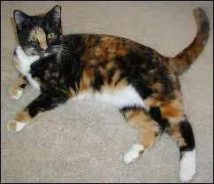 Quel rapport peut-il bien avoir entre ce chat et une tortue ? Justement, le terme désignant la couleur de ce pelage spécifique est :