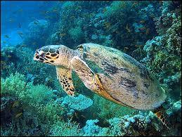 Les tortues marines sont présentes dans tous les océans de la planète, à l'exception de :