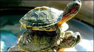 Généralement, en combien de groupes sont classifiées les différentes espèces de tortues ?